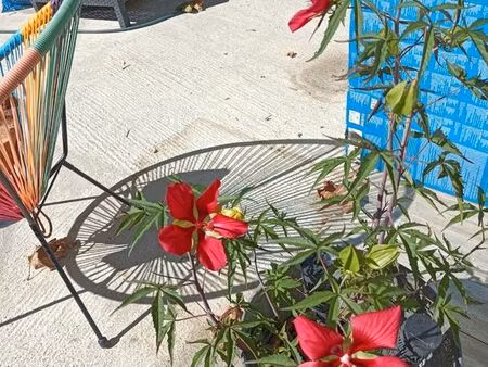 location maison meublée t3 avec extérieur