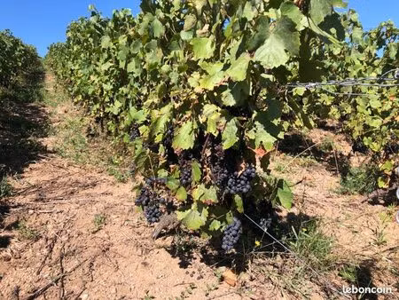 domaine en métayage aop fleurie  moulin à vent  beaujolais blanc