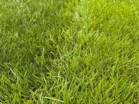 terrain plat constructible