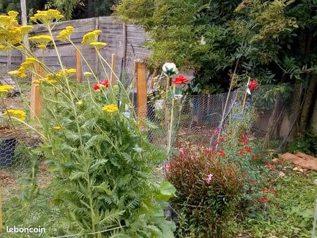 cherche maison/aptmt libre vide avec jardin animaux acceptés