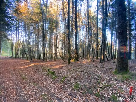 bois de pins exploitables + taillis