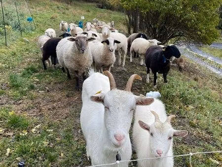 recherche terrain à pâturer