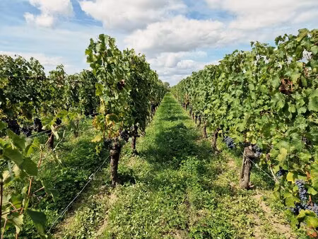 propriété viticole – saint-émilion grand cru