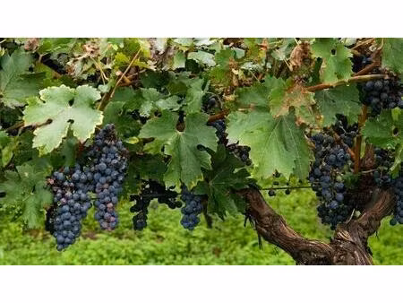 vignoble en bordelais