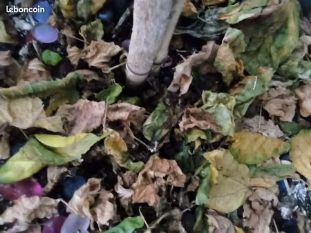 terrain à bâtir à poussan 550 m2 : 259.000