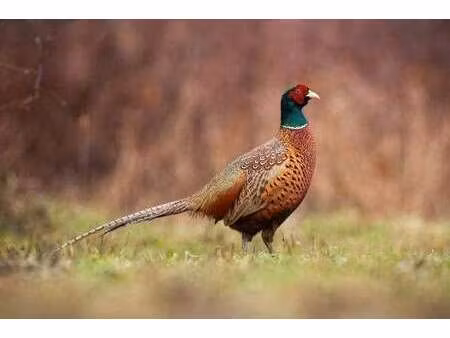 vente terrain à languidic (56440) : à vendre / 100000m² languidic