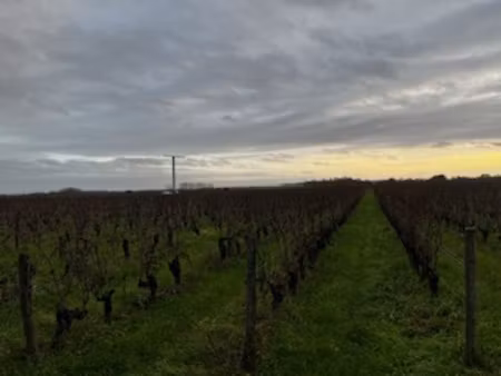 à vendre 3 ha 19 a 35 ca de vignes en agriculture biologiq