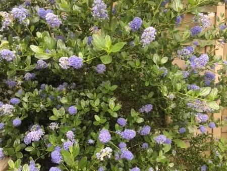 terrain à vendre vannes (56)