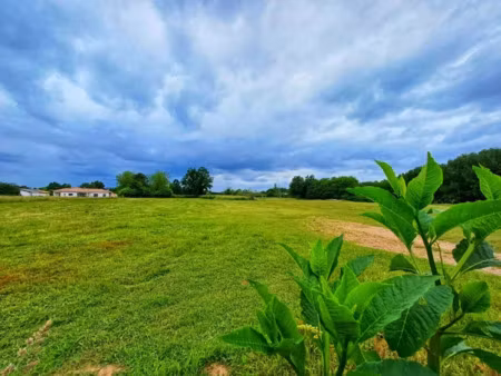 vente terrain 690 m² à le tuzan (33125)  74 000 €