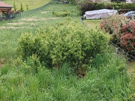 terrain poncin 1207 m2