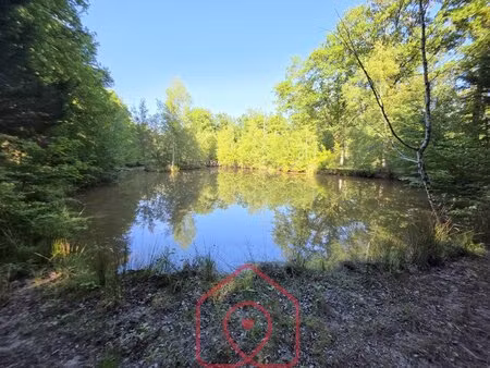 terrain boisé – forêt