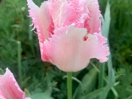 recherche petit jardin pour potager