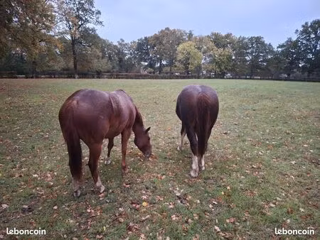 terrain pour chevaux / poney / brebis / chevre