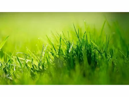 vente terrain 554 m² à grues (85580)  39 000 €