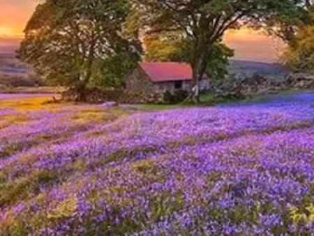 vente terrain 498 m² à cinq-mars-la-pile (37130)  53 000 €