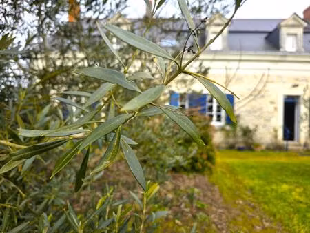 vente maison 12 pièces 303 m² mazé-milon (49140)