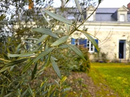 vente maison à loire-authion (49250) : à vendre / 303m² loire-authion