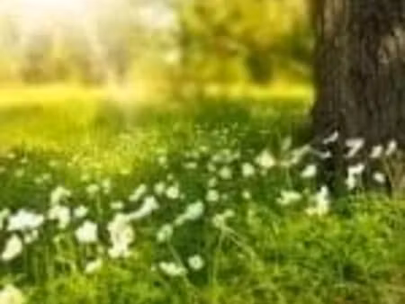 vente terrain 591 m² à herbault (41190)  42 000 €