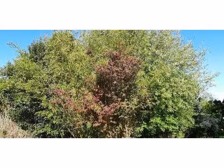 vente terrain à lassy (35580) : à vendre / lassy