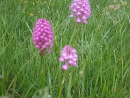 vente terrain 310 m² à saint-germain-sur-avre (27320)  35 000 €