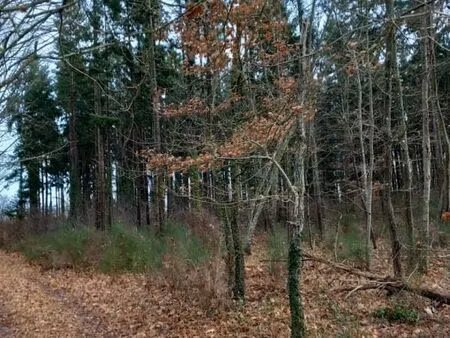 forêt 31 200 m² saint pere sur loire