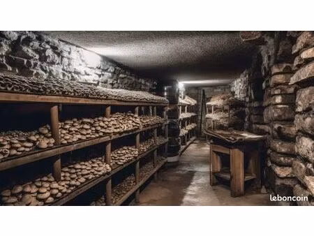 recherche de cave pour projet de champignonnière locale
