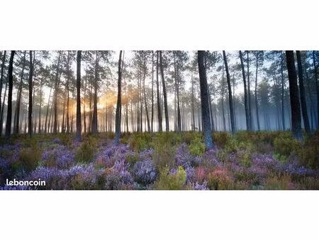 terrain 504 m² saint paul en born