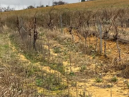 vends vignes de grenache blanc
