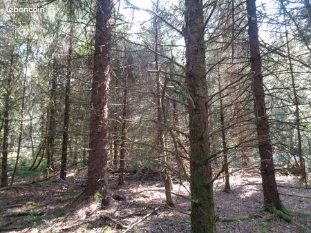 forêt mixte à vendre en dordogne