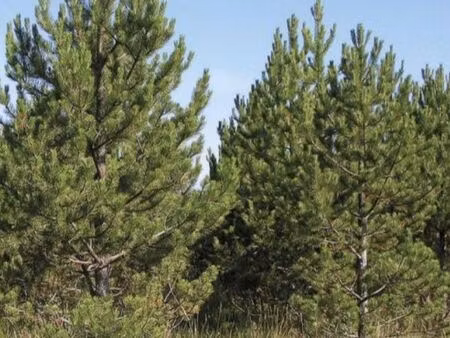 à vendre 10hectares de pins