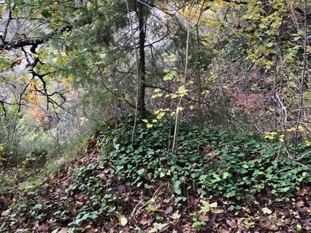 terrain 4ha vallonné coin tranquille