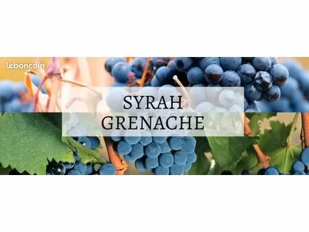 location vignes (0 75 ha) (fermage) syrah & grenache - beaumes-de-venise
