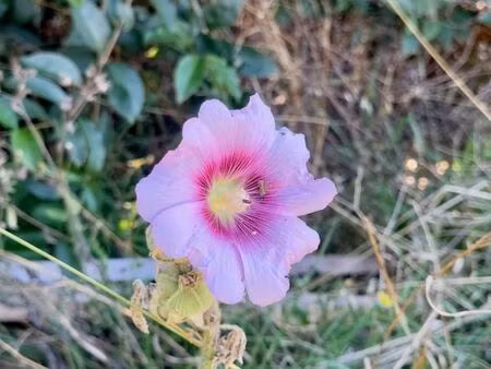 terrain 1 440 m² le gue de velluire