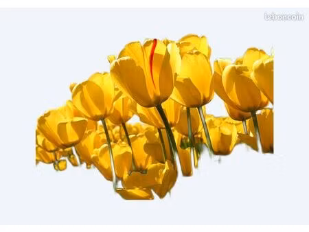 maison avec 1 chambre minimum