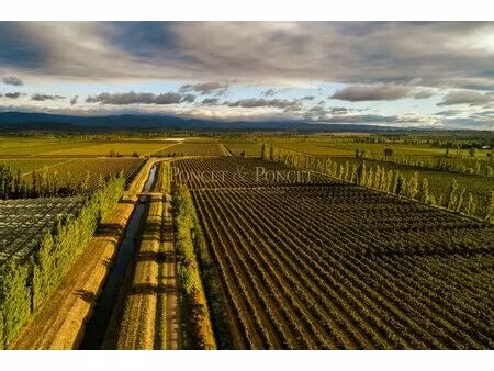 domaine viticole irrigué 85 ha dans l'étang de marseillette