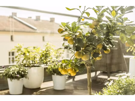 vente appartement 2 pièces 42.4 m² à collonges-au-mont-d'or (69660)  278 100 €