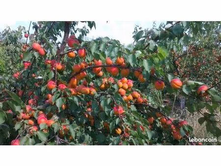 terrain agricole + verger 6500 m² agriculture biologique