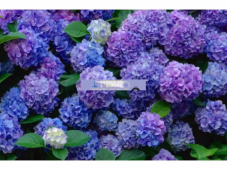 vente terrain à plouguerneau (29880) : à vendre / 415m² plouguerneau