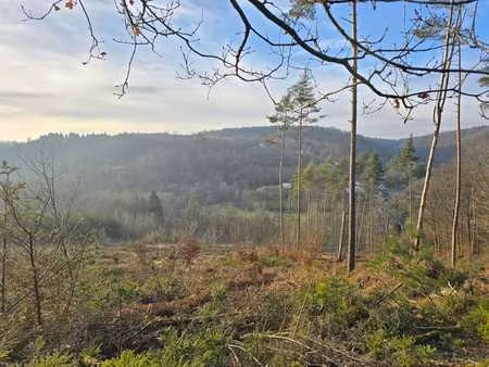 belle foret résineuse à auby sur semois (la cornette)