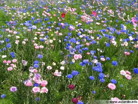 vente maison 4 pièces 80 m² à deauville (14800)  250 000 €