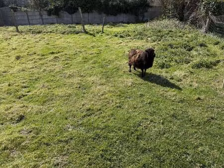 vente terrain à pléneuf-val-andré (22370) : à vendre / 220m² pléneuf-val-andré