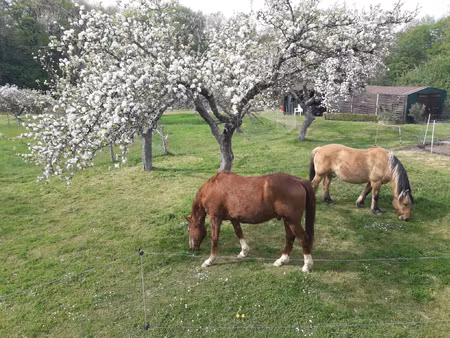 idéal pour chevaux et animaux  à 9 mn de toucy  sur 3 ha 4 