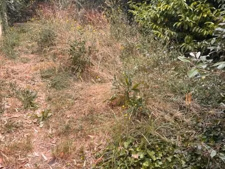 terrain à bâtir à loupiac (33410)