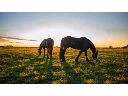 vente terrain 45406 m² à marzy (58180)  25 500 €