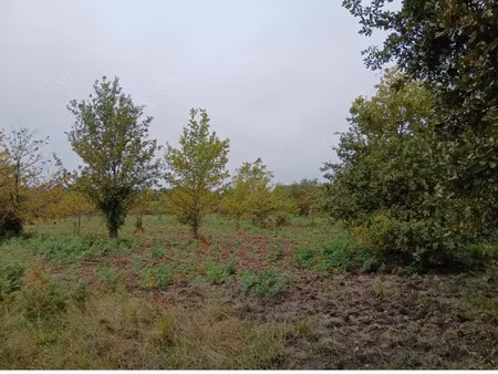 vente terrain 341 m² à sainte-eulalie-en-born (40200)  96 000 €