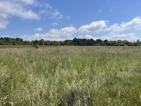 vente terrain à bazas (33430)  113 500 €