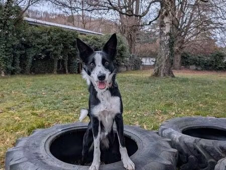 recherche terrain centre aéré canin