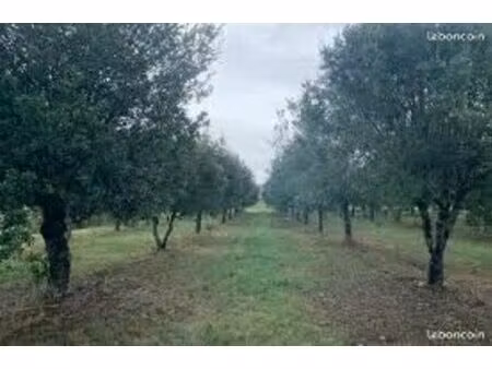 terrain boisé truffière