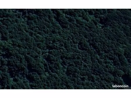 forêt/ bois de hêtre