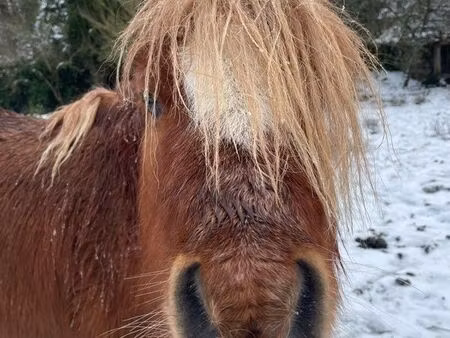 cherche terrain pour pâture
